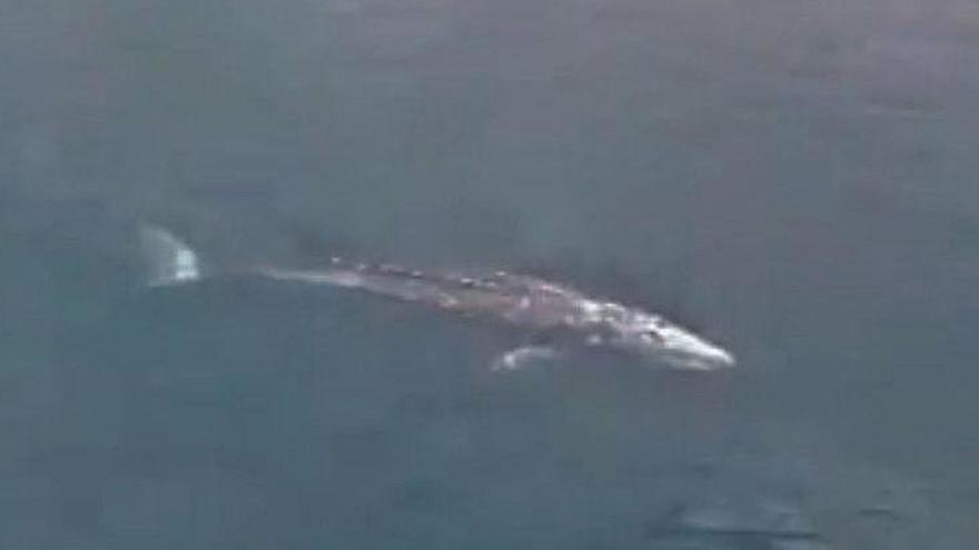 Una cria de balena grisa es deixa veure al Port de la Selva