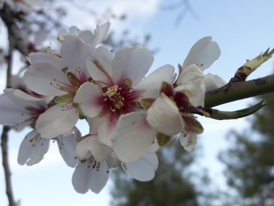 Florint. En aquesta imatge podem veure com aquest arbre comença a fer el seu procés per portar el fruit, un procés que aquest any s’ha avançat a causa de les elevades temperatures.