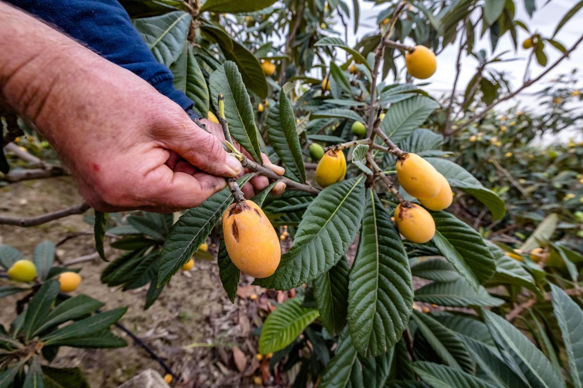 La lluvia echa a perder entre el 20 y el 25% de la cosecha de nísperos y los agricultores no cobrarán el seguro.