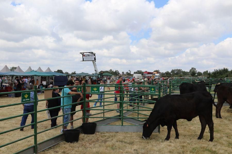 Feria de la Raza Sayaguesa en Bermillo