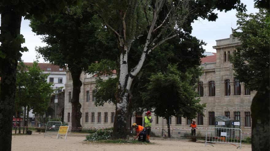 Pontevedra pone a punto los árboles de su 