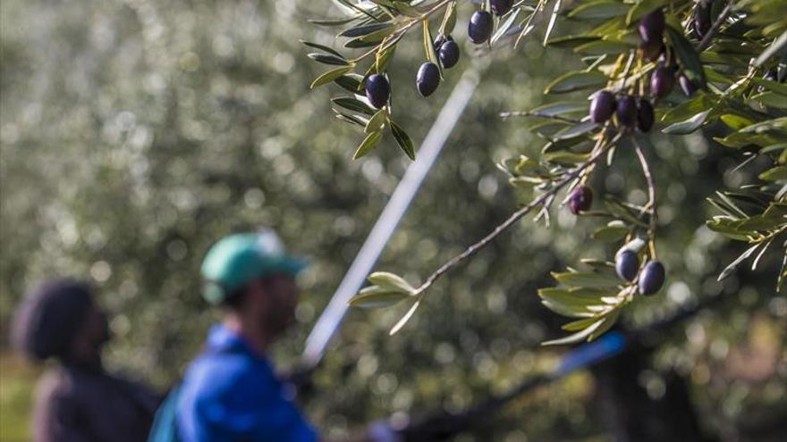 La Junta da por terminada la cosecha de aceite con 267.540 toneladas