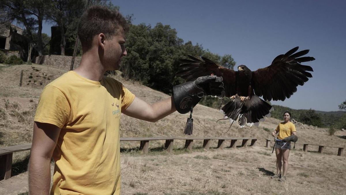 Bricollé i Ferrer amb el Dream, una àliga de Harris que viu a la Granja Natura de Navàs des del 2011