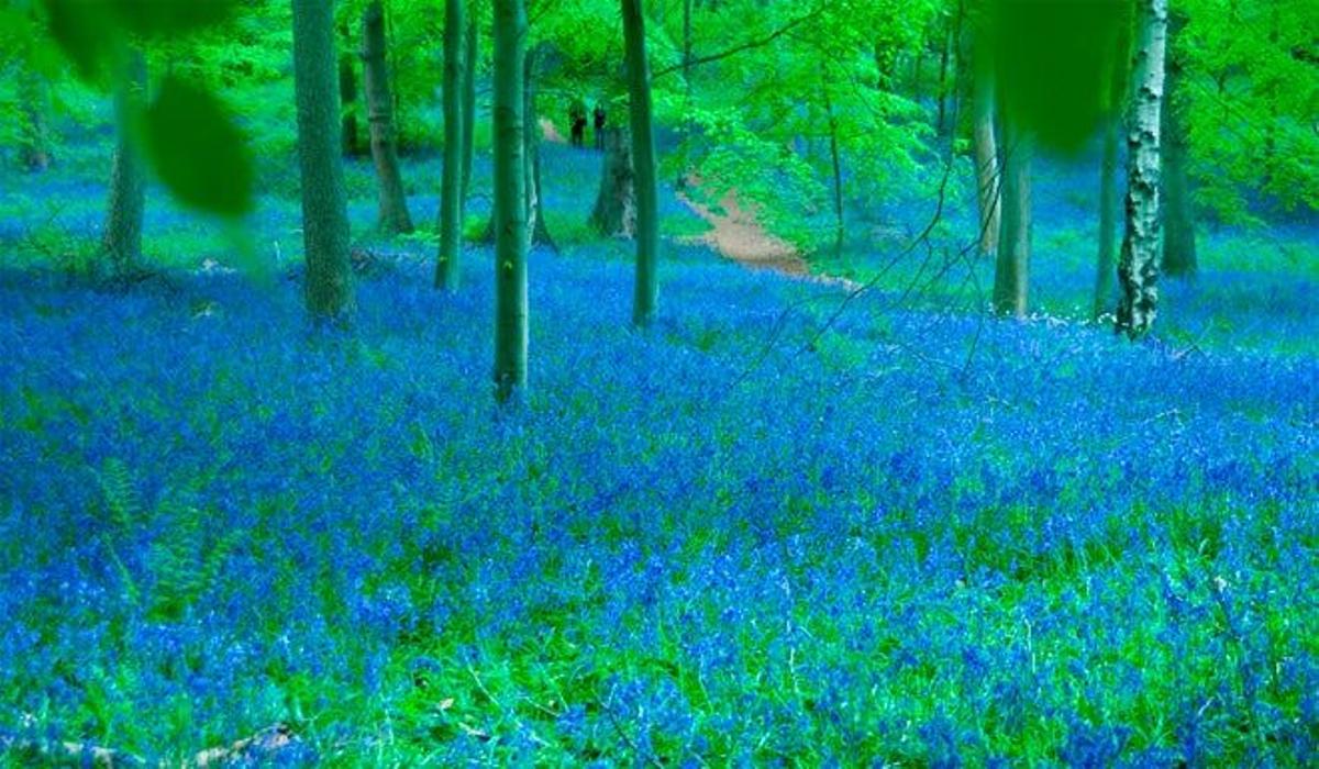 Whippendell Woods, Reino Unido