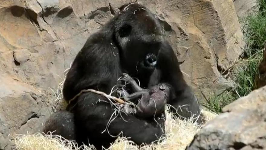 Una gorila da a luz en Bioparc Valencia a la vista de numerosos visitantes