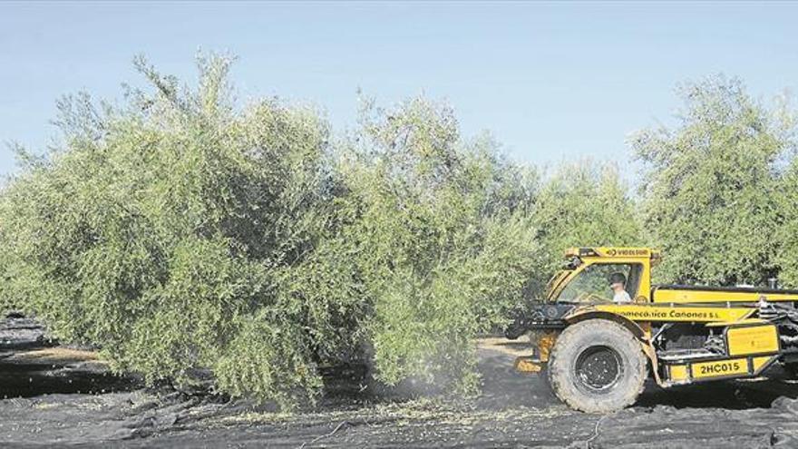 Dos robos en una semana reabren los temores en el sector del olivar