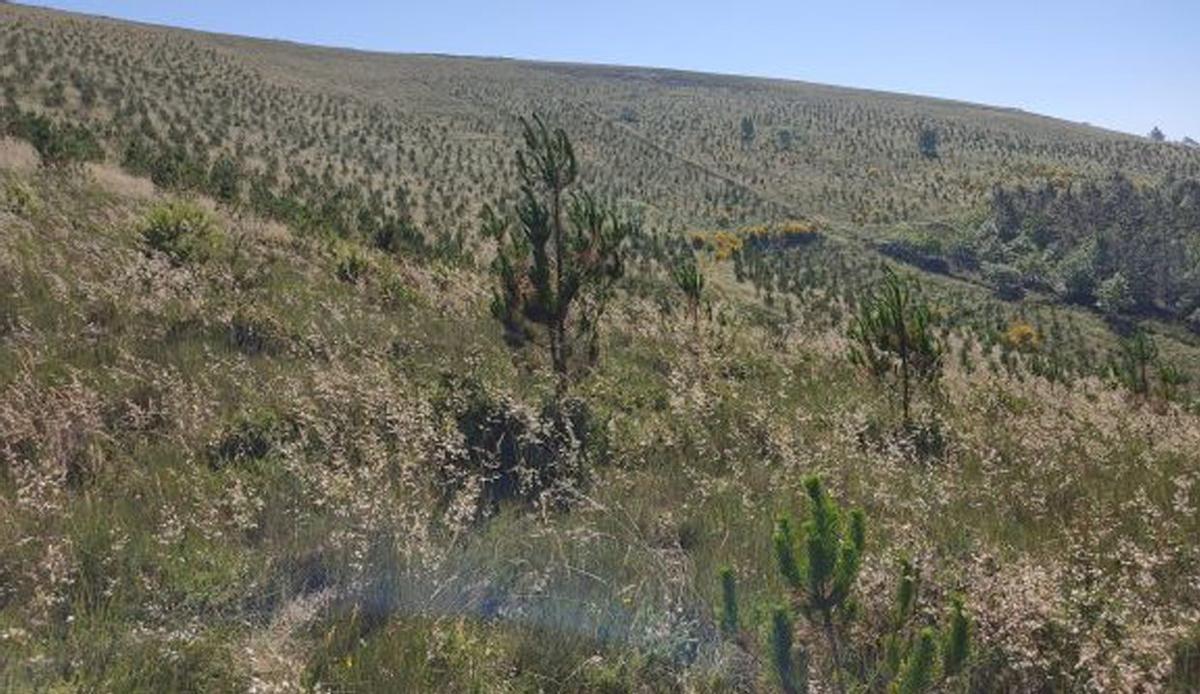 Montes de Pardesoa y Fixó, en Forcarei.
