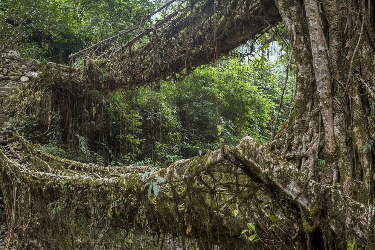 En Meghalaya encontramos diversos puentes construídos con raíces vivas.