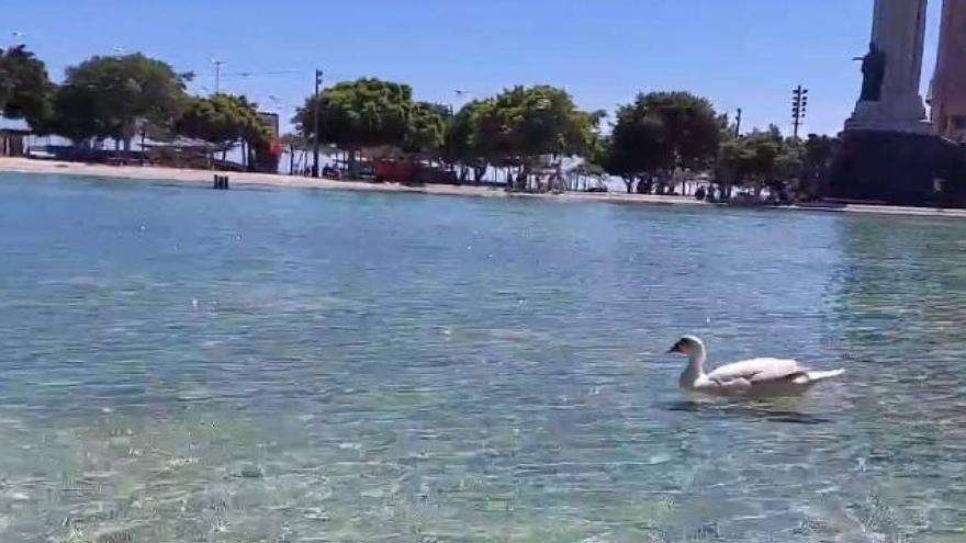 Un pato nada en el lago de la Plaza de España de Santa Cruz