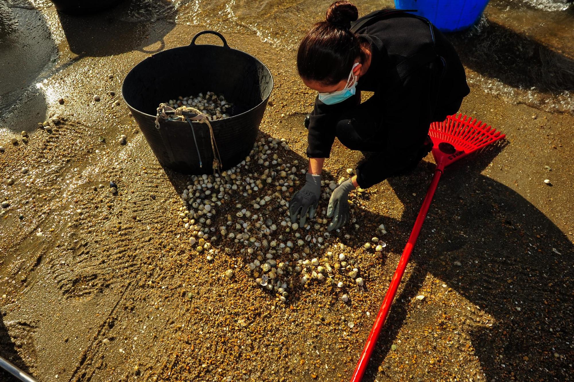 Las mariscadoras de Carril, al rescate de bivalvos en la playa de Compostela