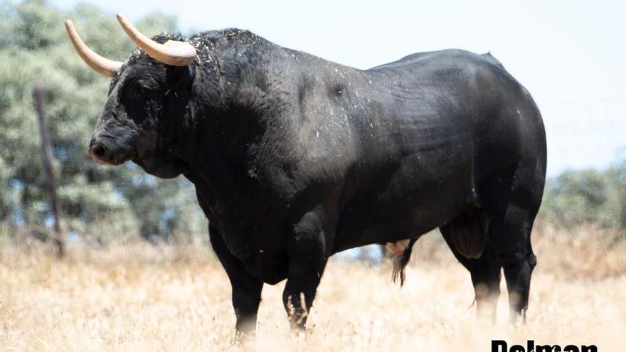 Bonita estampa del toro perteneciente a la ganadería de Martín Lorca que Satine exhibirá en la portátil este septiembre.