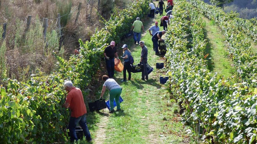 Al vino de Cangas &quot;le queda mucho por andar, pero va por el buen camino&quot;, coinciden los expertos: &quot;Ha mejorado una barbaridad&quot;