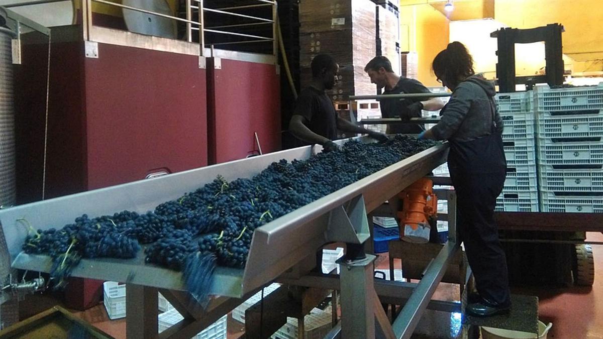 Trabajadores de una bodega de la DO TOro. | M. J. C.