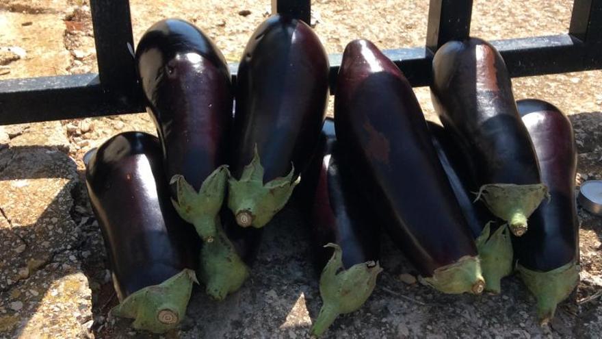 El rito de las berenjenas llega al cementerio de Xàbia