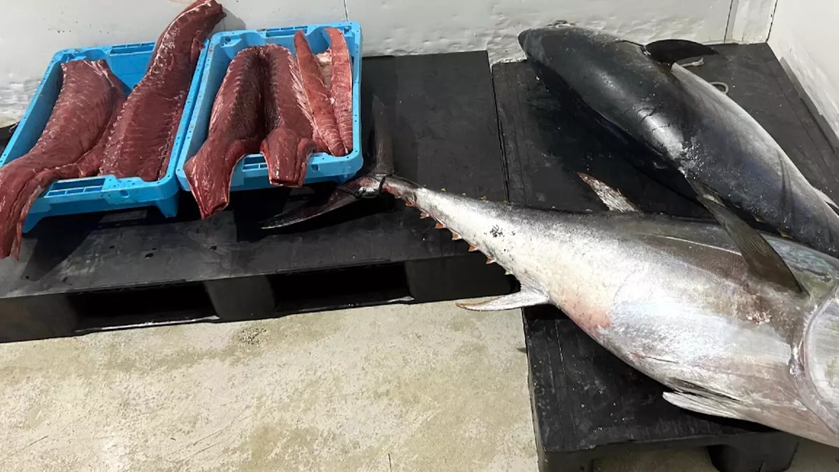 Decomissen a l'Escala i Blanes 130 quilos de tonyina vermella procedents de la pesca recreativa
