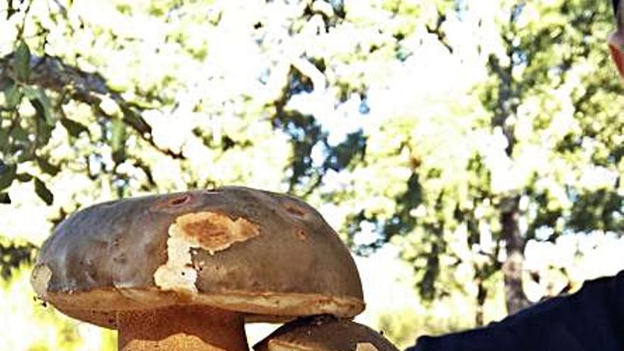 Boletus recogidos en Sayago. | R. F. 