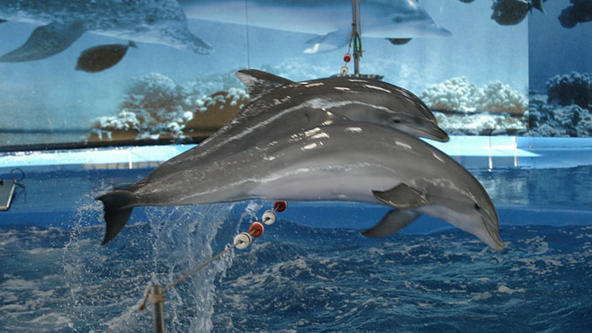 Actuación de los delfines en el Zoo de Barcelona, en el 2008.