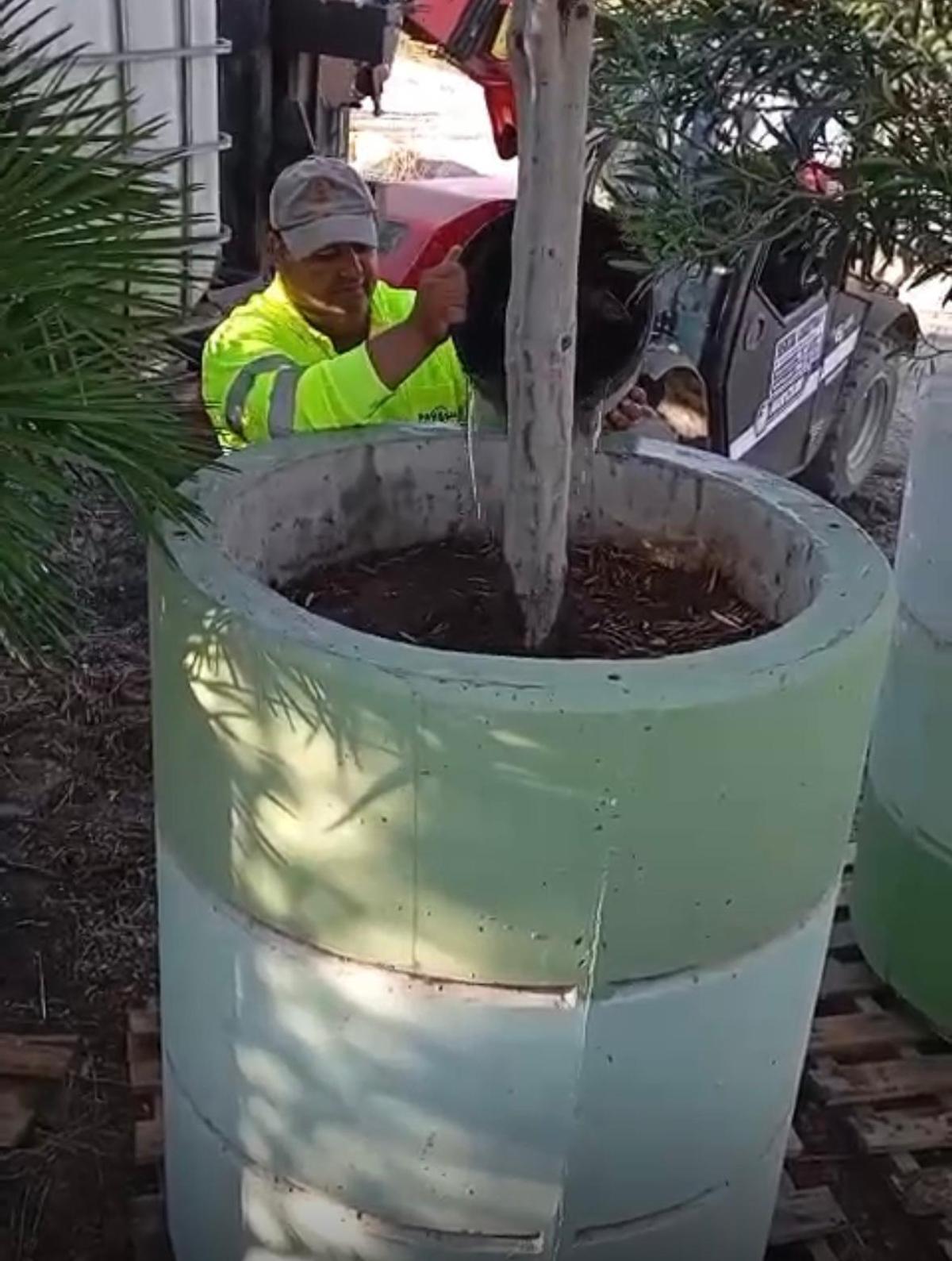 Operarios del ayuntamiento regando las oliveras almacenadas en un solar de Alfafar