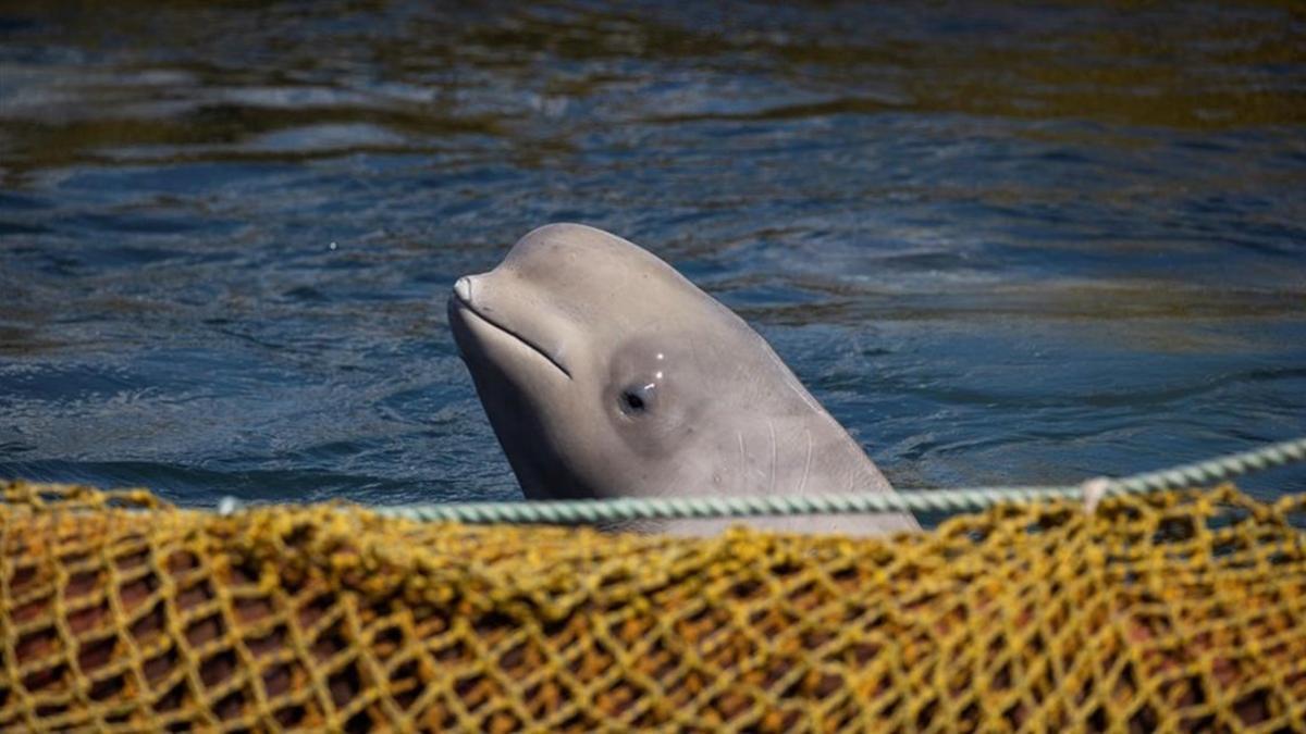 Una de las ballenas en cautividad.