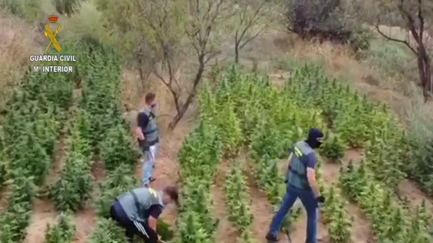 La Guardia Civil descubre dos plantaciones de marihuana en Monzón