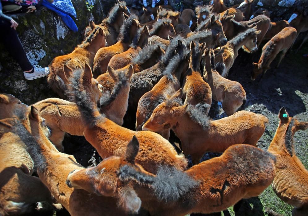 Los ganaderos sanean 300 caballos ante un millar de personas en el primer curro del año en Oia