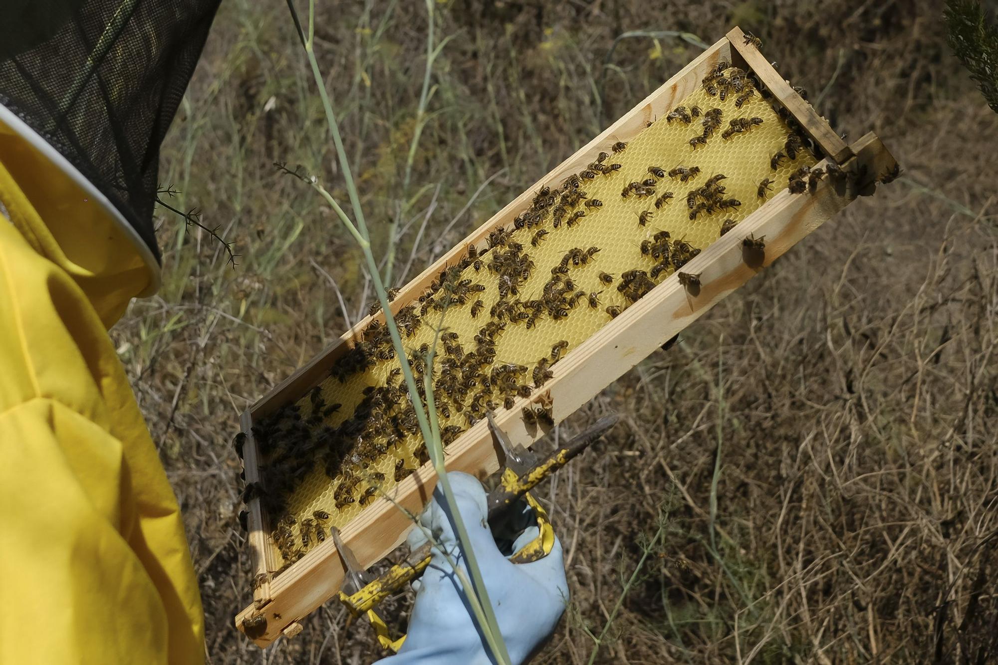 Colmenar en Moya del apicultor Iván Santana