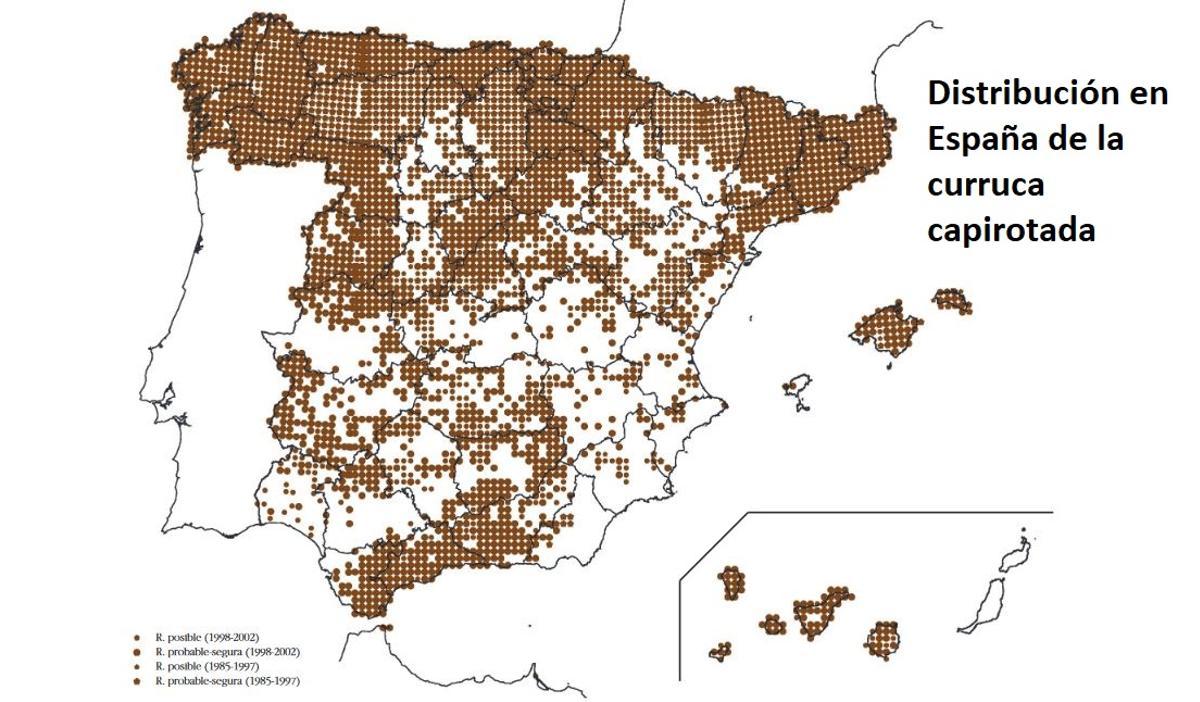 La bonita e inquieta curruca capirotada, aliada del campo