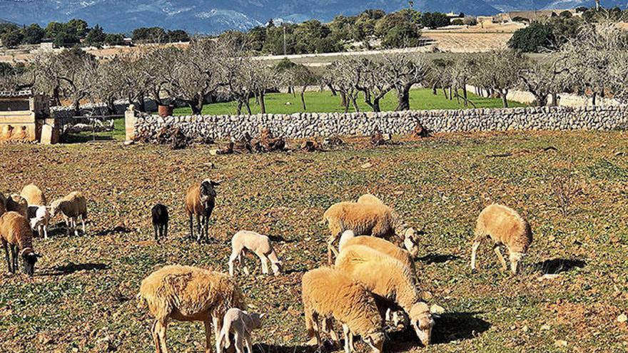 Auf Mallorca vorbei an Truthähnen und Gänsen wandern