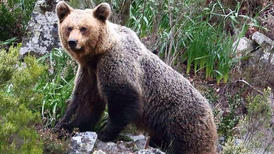 &quot;La gresca del lobo está contaminando la visión social del oso&quot;, advierte Palomero