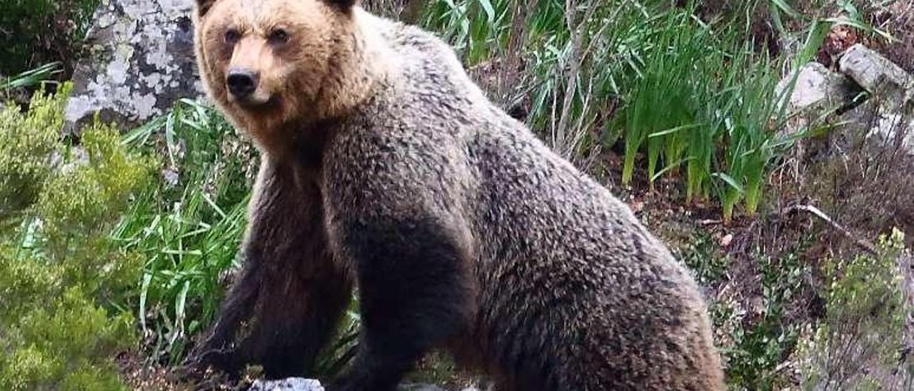 Un oso pardo en Fuentes del Narcea.