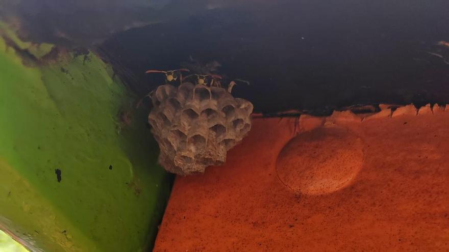 Un avispero atemoriza a los niños y niñas de un parque de Las Palmas de Gran Canaria
