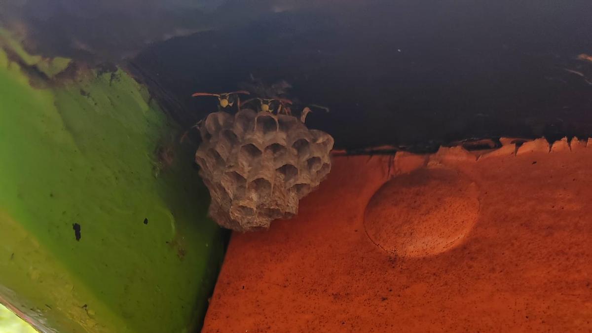 Avispero adherido al tren infantil del parque de La Estrella, en Escaleritas.