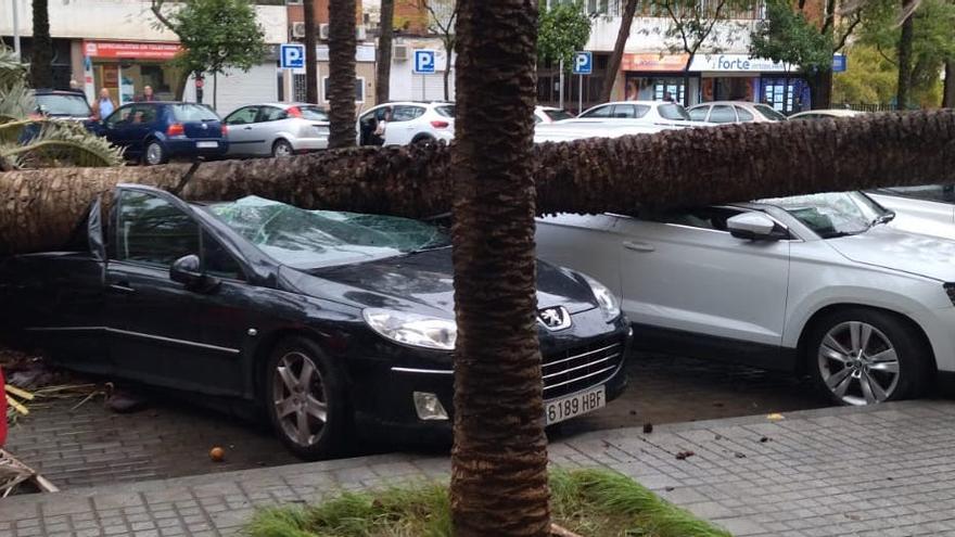 Una palmera caída sobre un coche en la avenida de Granada.
