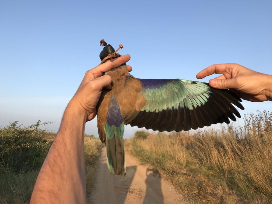 El gaig blau als Aiguamolls de l'Empordà