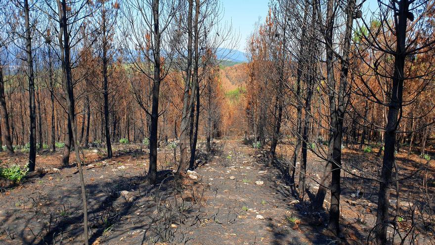 Un área forestal incendiada.