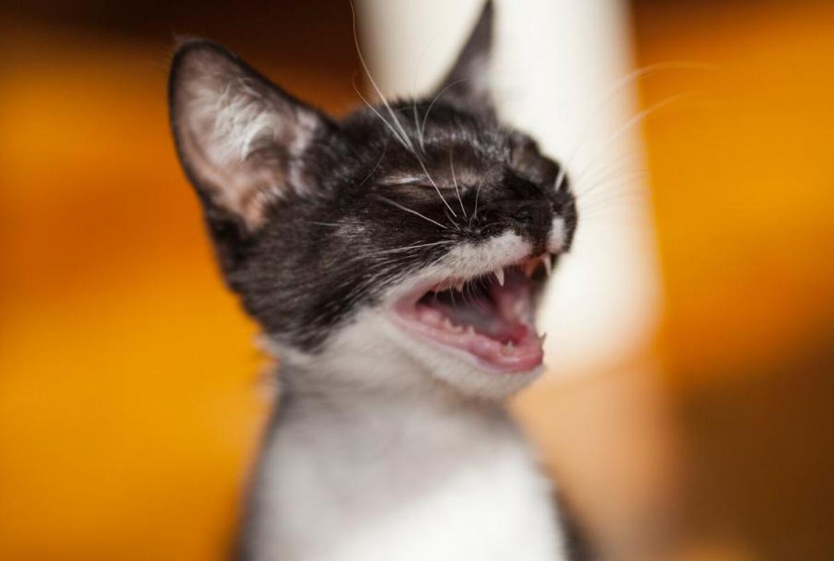 El teu gat miola quan et veu?