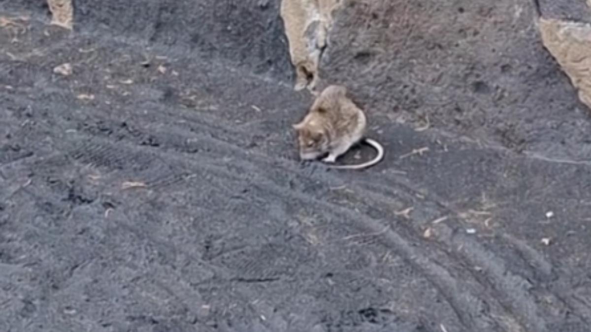 Rata en Las Canteras