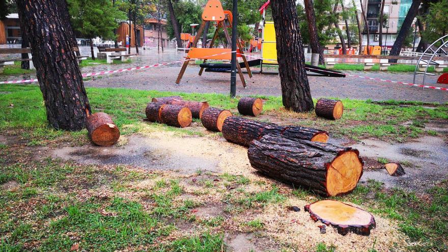 Los dos pinos talados por indicación del ingeniero de Montes