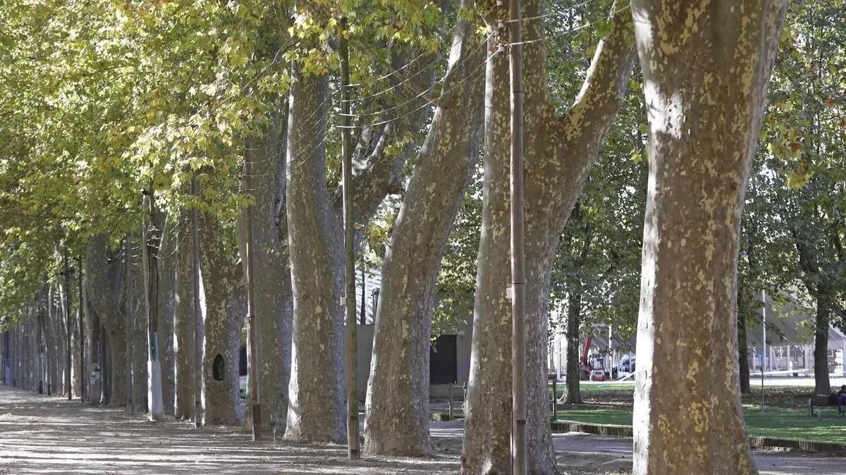 Una imatge de la Devesa de Girona.