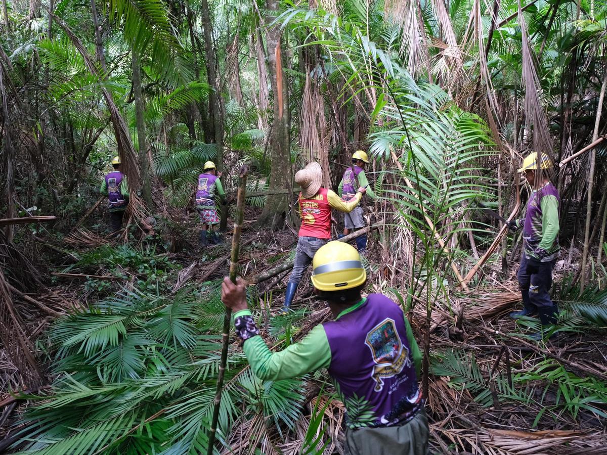 2.	Productores de açai de una cooperativa de la isla de Marajó, a 20 minutos de Belém, realizanLabores de limpieza de la selva con criterios de sostenibilidad para favorecer la cosecha de açai.