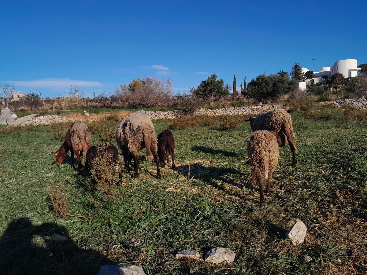 Las ovejas heridas se han recuperado gracias a las rápidas curas