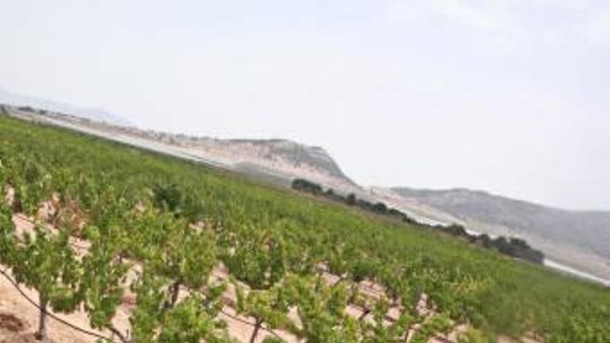 Los agricultores revisando el riego por goteo de la finca.