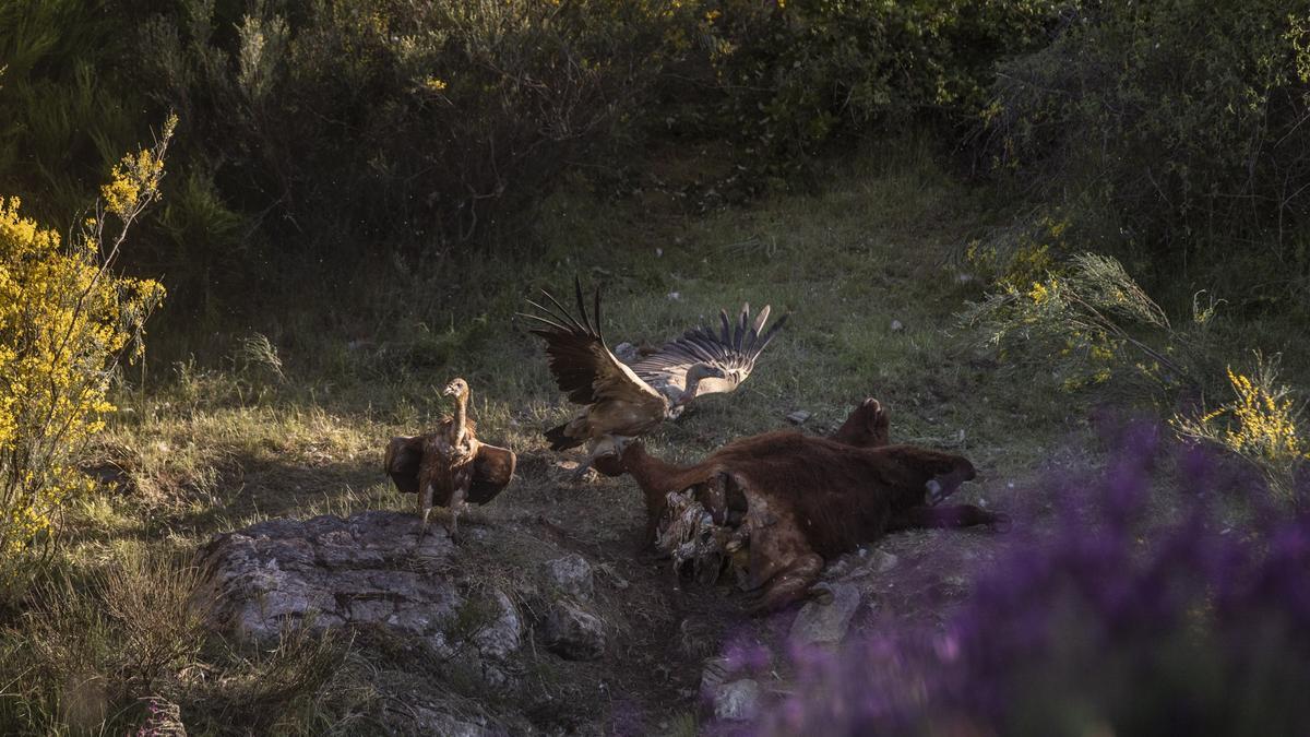 Buitres atacando a una ternera en la provincia de Zamora