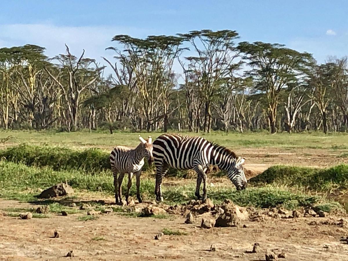 Masai Mara, Kenia