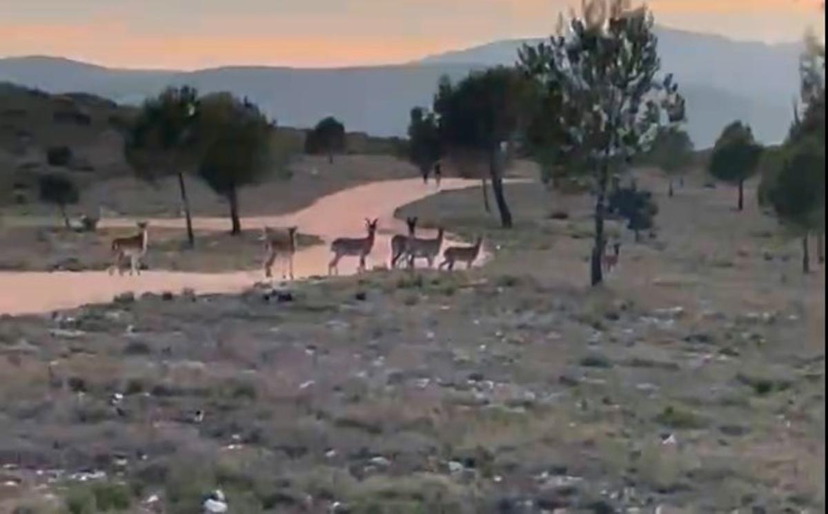 Una familia de corzos se pasea por Ontinyent