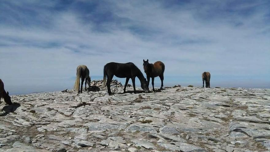 Estos animales resisten los rigores de unas cumbres que están situadas por encima de 2.000 metros.