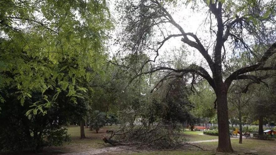 El PP pide la dimisión del concejal de Jardines tras la hospitalización de una mujer por la caída de una rama en el Parque de las Canastas