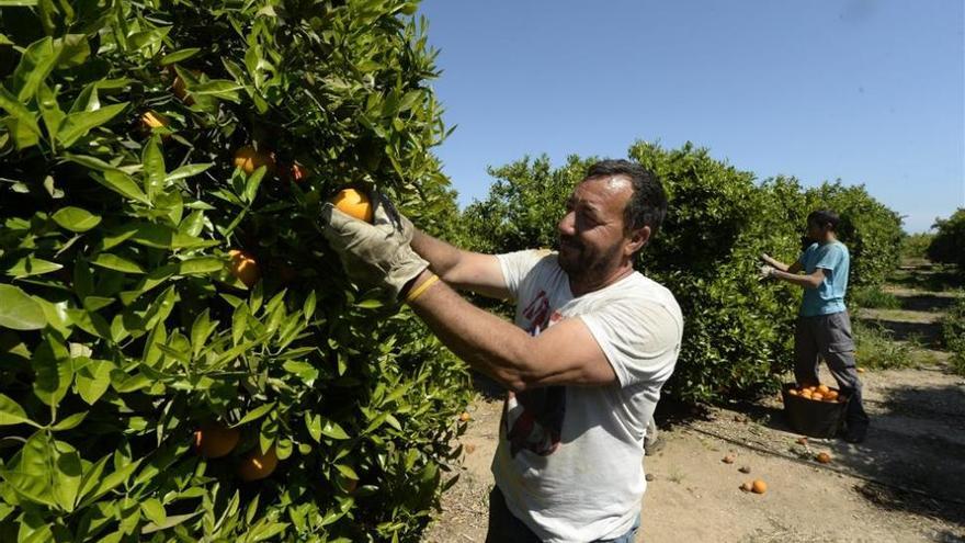 La peligrosa &#039;xylella&#039; llega a la Comunitat