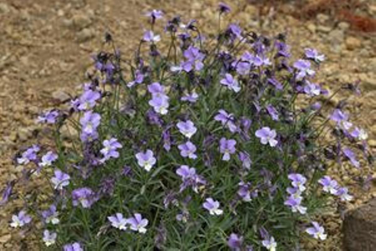 Violeta del Teide