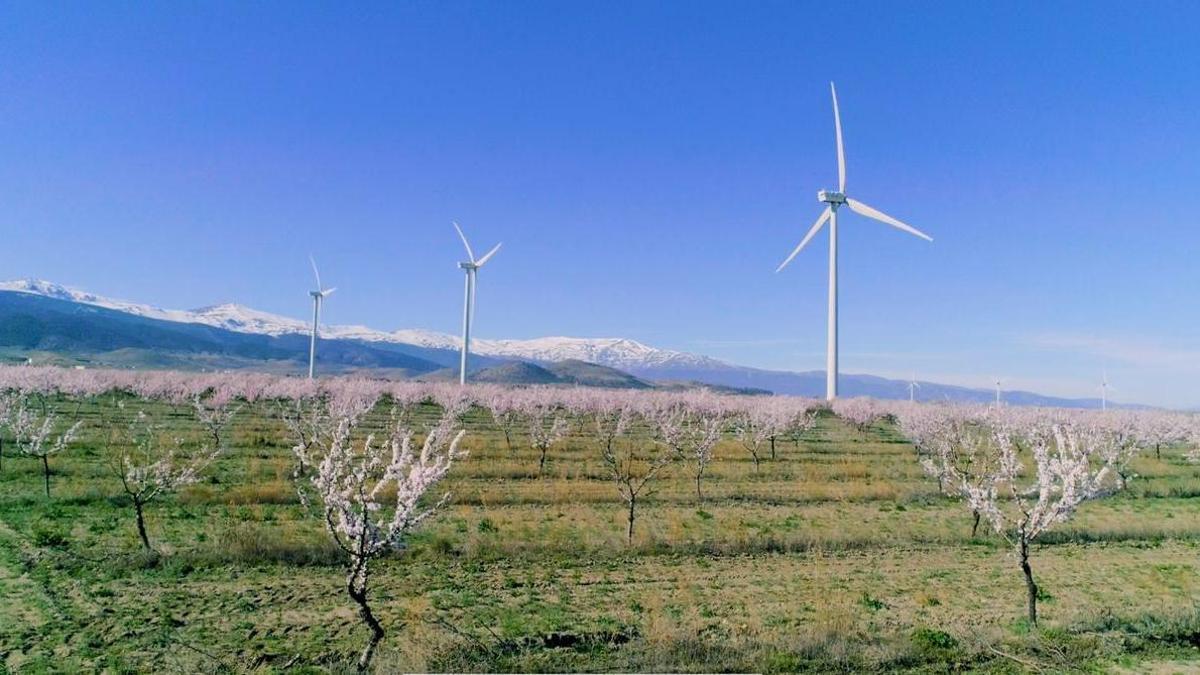 Parque eólico de Iberdrola.